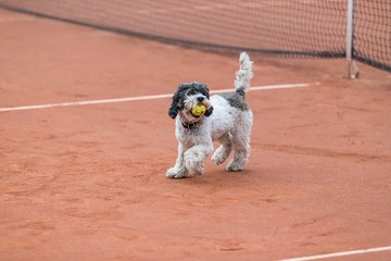 Bild 195 - BL2 THC von Horn und Hamm - Der Club an der Alster : Ergebnis: 0:9